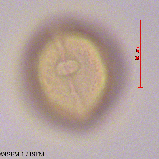 ISEM 1/Dodonaea_viscosa_28280/Dodonaea_viscosa_28280_0002(copy).jpg